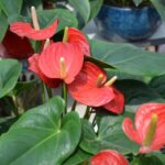 Anthurium Plant Free Stock Photo - Public Domain Pictures