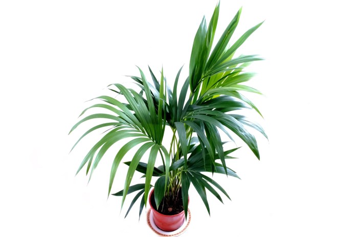 Plant Free Stock Photo - Public Domain Pictures Plant Free Stock Photo - Public Domain Pictures